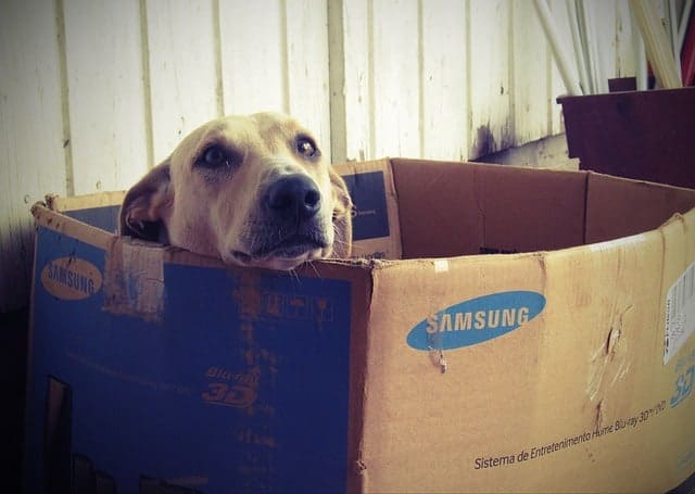 A dog sitting in an open moving box