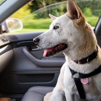 Dog In Car