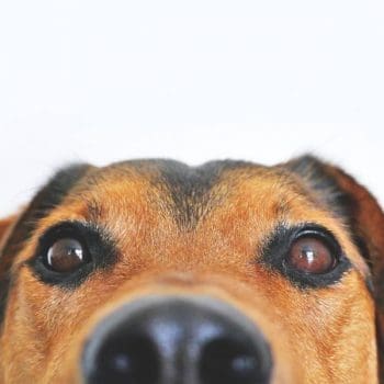 Dog looking into camera