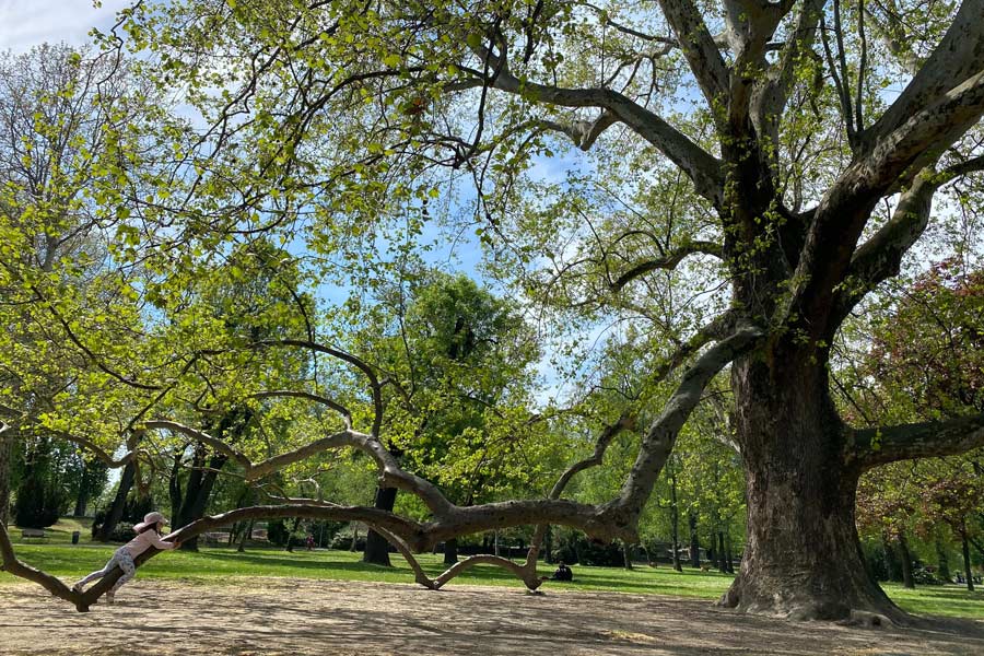 Beautiful live oak at a park
