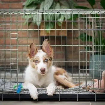 australian sheppard puppy in a kennel