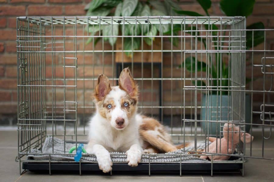 australian sheppard puppy in a kennel