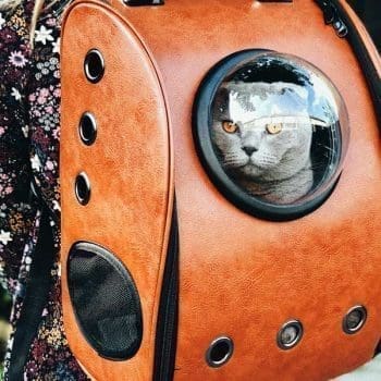 Cat in a backpack carrier ready for a move
