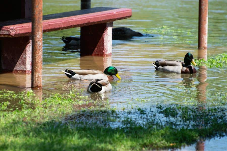 mallards floating on a lake in grapevine texas