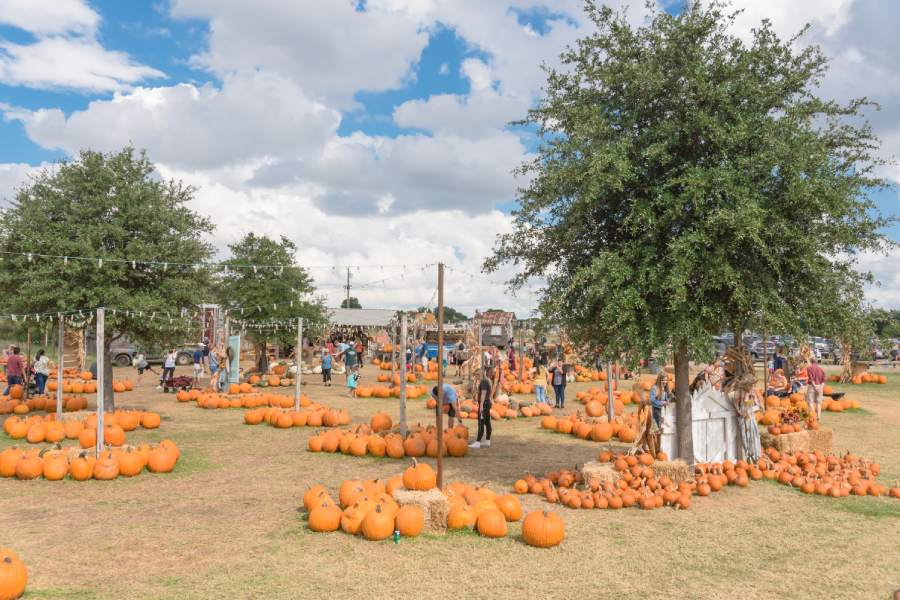 pumpkin patch event in grapevine texas