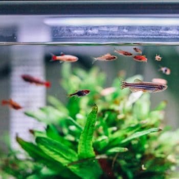 aquarium