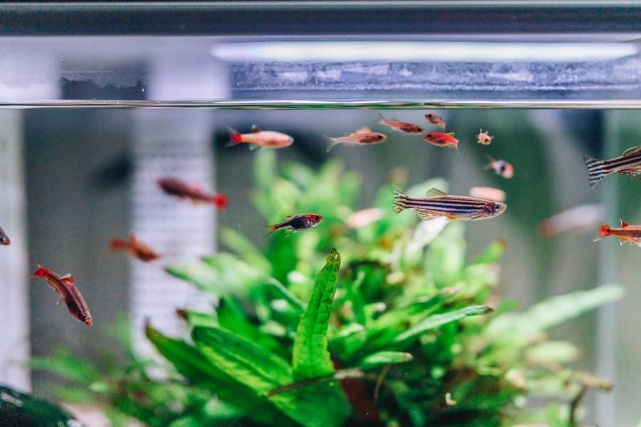 aquarium