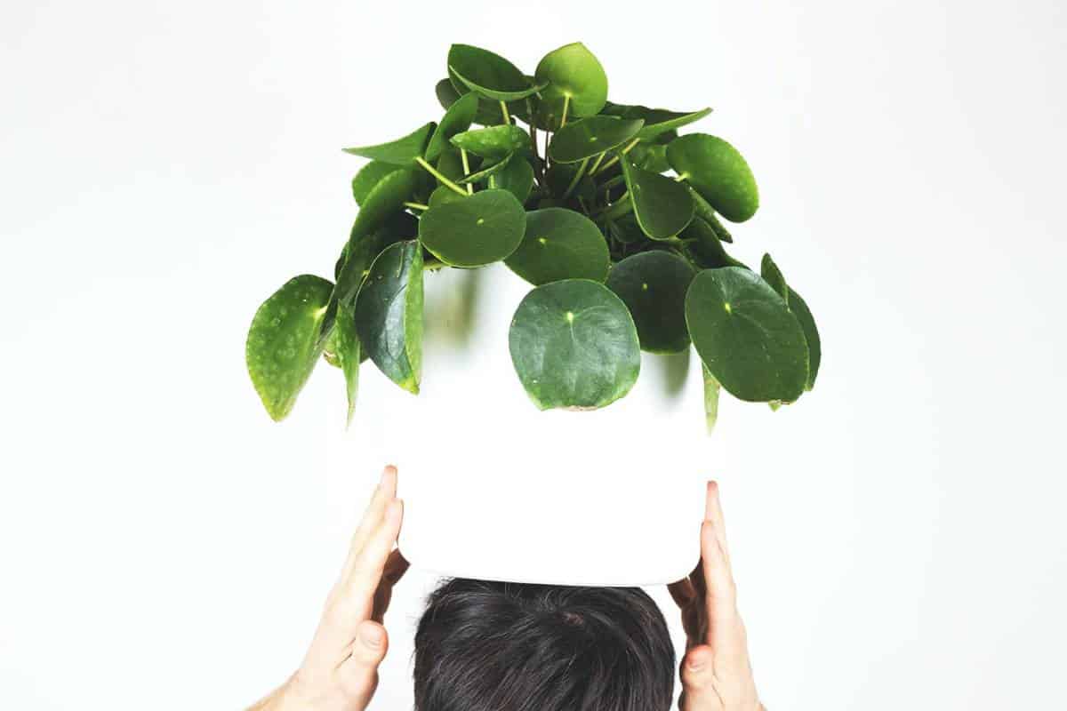 Person holding a potted plant